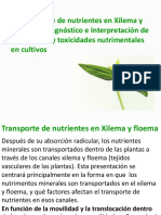 Xilema y Floema