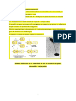 Dernier Cours Polycopié Biomol 2020 Moumene Saida