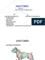 Anatomia 2