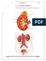 Actividad U.T. 11 Aparato Urinario