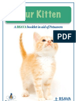 Kitten Guide Web