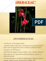 Zingiberaceae