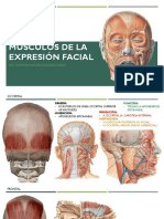 Músculos de La Expresión Facial