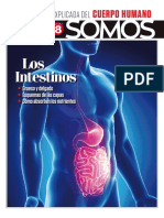 18 - Los Intestinos