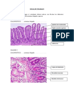 Hoja de Trabajo Intestinos