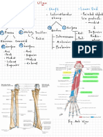 Ulna (Bone and Attachments) Flow Chart