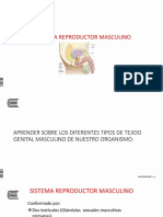 Clase 14.tejido Genital Masculino