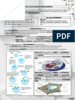 Teoria Endosimbiotica y Nucleo Celular