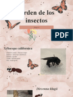 Orden de Los Insectos