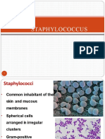 Staphylococcus