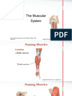 Anatomy Chapter 9 Muscular System (Naming Muscle)