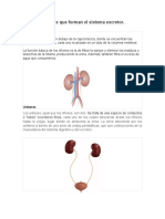 Órganos Que Forman El Sistema Excretor