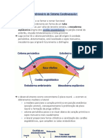 Desenvolvimento Embrionário Do Sistema Cardiovascular