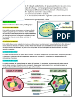 Células Eucarioticas y Procarioticas