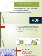 Tecido de Preenchimento - Parênquima