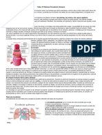 Taller Circulacion Humana