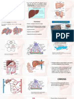 Fisiopatología Del Hígado