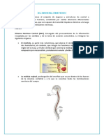 El Sistema Nervioso