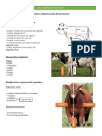 Sistema Osteomuscular de Los Bovinos