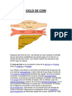 Ciclo de Cori