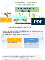 Organografia Vegetal - Ii F