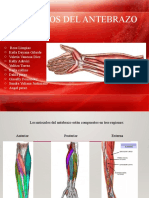 Músculos Del Antebrazo Expo