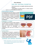 Ficha Informativa Sistema Excretor