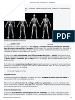 2sistema Óseo - Partes, Huesos, Funciones y Características