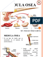 1) Medula Ösea