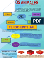 Tejidos Animales-Tejidos Epiteliales - Conectivo (9no Egb) Aa 2022-2023