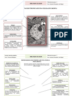 Celulas Eucariota y Procariota