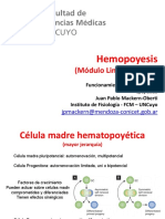 02 Hemopoyesis Mackern