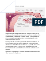 Desarrollo de La Primera Semana