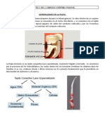 Practico Del Complejo Dentino Pulpar