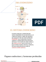 Sistema Endocrino