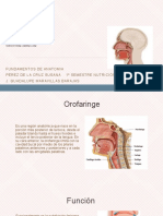 Anatomía de Oro Faringe, Larigo Farige y