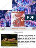 B10 06 Tema 3 Transformação e Utilização de Energia Pelos Seres Vivos Parte 2 2015 2016