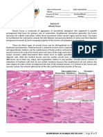 Worksheet 8 Muscle Tissue