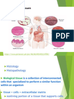 Lesson 2 Tissues (Human Anatomy and Physiology)