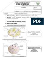 Informe Laboratorio 4 - Observación de La Morfología Interna de La Hoja y La Flor.