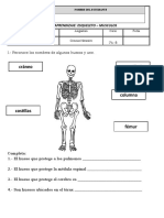 GUIA ESQUELETO - MUSCULOS 2ºa - B