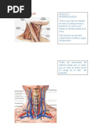 Trauma en Cuello