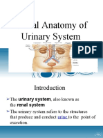 Renal Anatomy