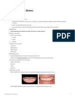 Anatoma de Los Dientes