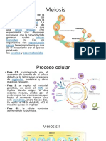 Meiosis Telofase II