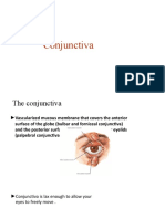 Conjunctiva