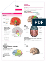 Neuroanatomia - Resumo Mari Queiroz