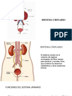 Sistema Urinario 1