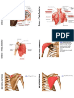 Slides ANATOMIA SISTEMA MUSCULAR