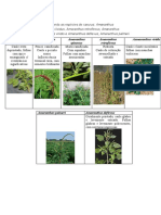 Imagens para Prova Pratica de Daninhas